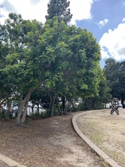 Syzygium samarangense