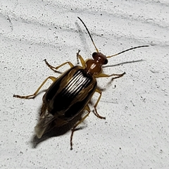 Lebia solea