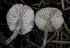 Myochromella
