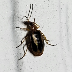 Lebia solea