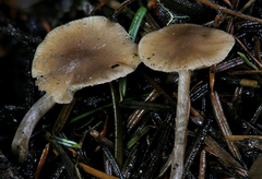 Myochromella