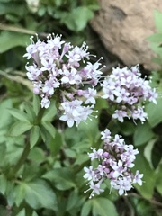 Valeriana arizonica