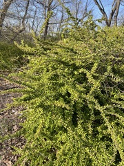 Magnoliopsida