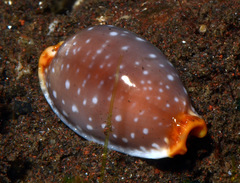 Staphylaea limacina
