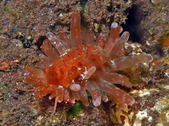 Staphylaea limacina