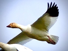 Anser caerulescens caerulescens