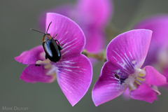 Dolichos hastiformis