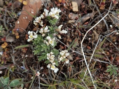 Cusickiella douglasii