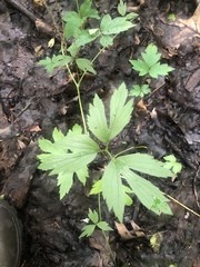 Ranunculus hispidus nitidus