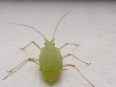 Acyrthosiphon