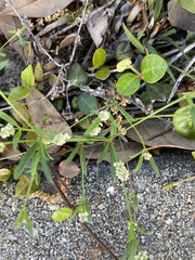 Polygala verticillata
