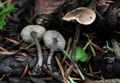 Myochromella