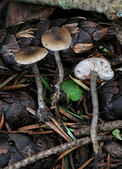 Myochromella