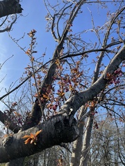 Magnoliopsida