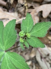 Sanicula smallii