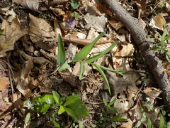 Polygonatum biflorum