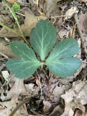 Sanicula smallii