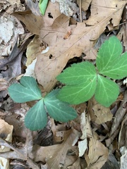 Sanicula smallii