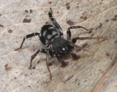Nyssus
