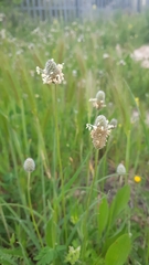 Plantago lagopus