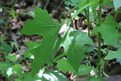 Smallanthus uvedalia