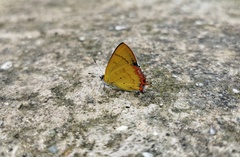 Heliophorus brahma