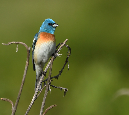 Lazuli Bunting
