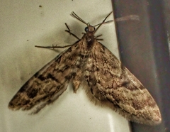 Eupithecia lanceata