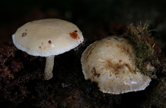 Pholiota scamba