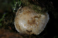 Pholiota scamba