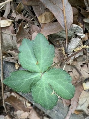 Sanicula smallii