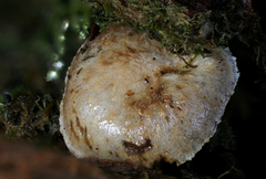 Pholiota scamba