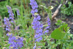 Scutellaria hypericifolia