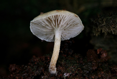 Pholiota scamba