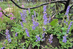 Scutellaria hypericifolia