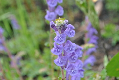 Scutellaria hypericifolia