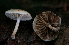 Pholiota scamba