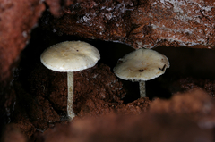 Pholiota scamba