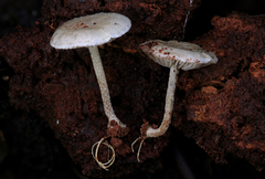 Pholiota scamba