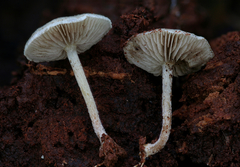 Pholiota scamba