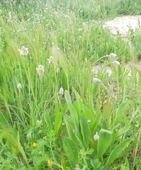 Plantago lagopus