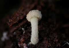 Pholiota scamba
