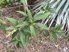 Varronia bullata