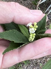 Varronia bullata