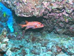 Sargocentron tiere