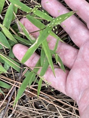 Dichanthelium patulum