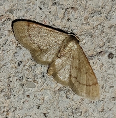 Idaea eremiata