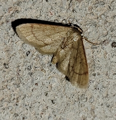 Idaea eremiata