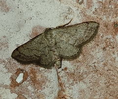Idaea eremiata