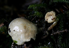 Pholiota scamba